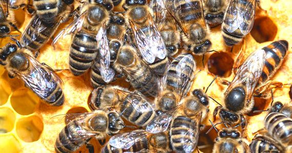 3 kwietnia ruszają trzy interwencje pszczelarskie
